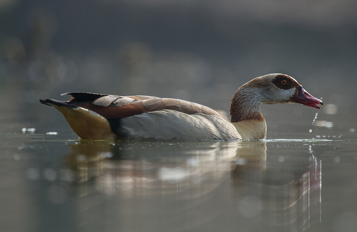 Eine Nilgans ....