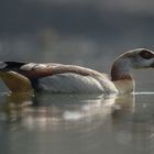 Eine Nilgans ....