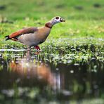 Eine Nilgans auf der überschwemmten Wiese ...