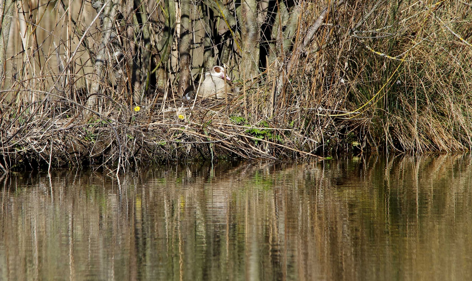 eine  Nilgans bei der Arbeit