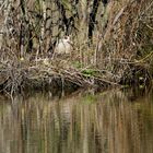 eine  Nilgans bei der Arbeit