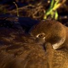 Eine Nilgans beim Dösen