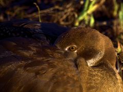 Eine Nilgans beim Dösen