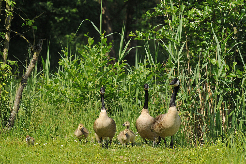 Eine Nilgans, die zur Kanadagans wurde 01