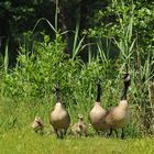 Eine Nilgans, die zur Kanadagans wurde 01