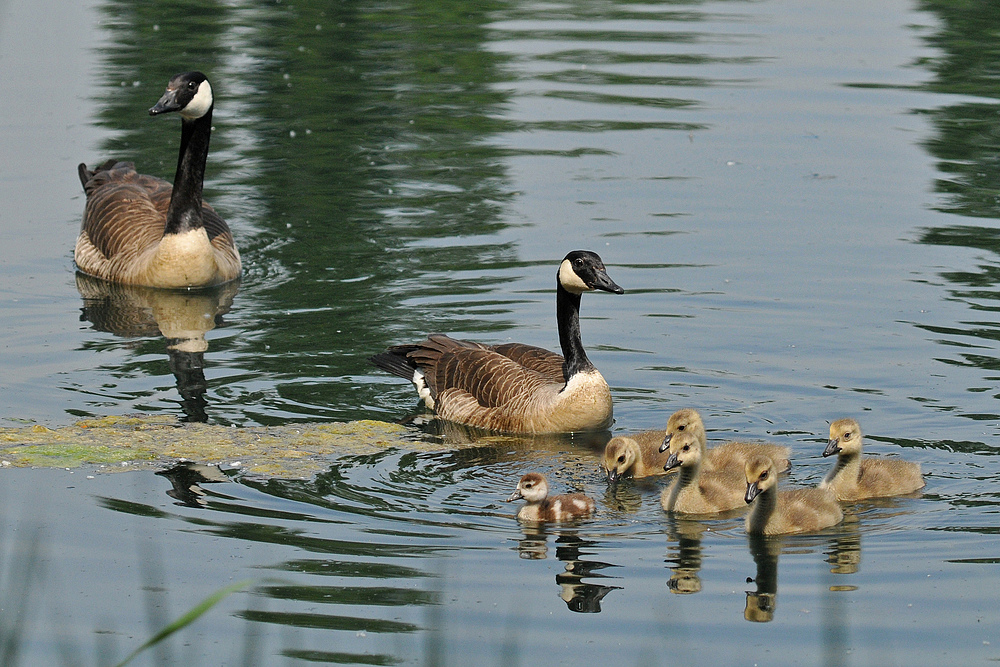 Eine Nilgans, die zur Kanadagans wurde 02