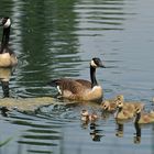 Eine Nilgans, die zur Kanadagans wurde 02