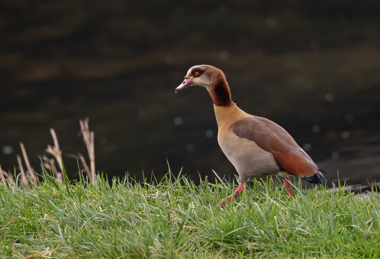 Eine Nilgans...  ( Doku )