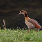 Eine Nilgans...  ( Doku )