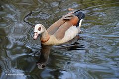 Eine Nilgans