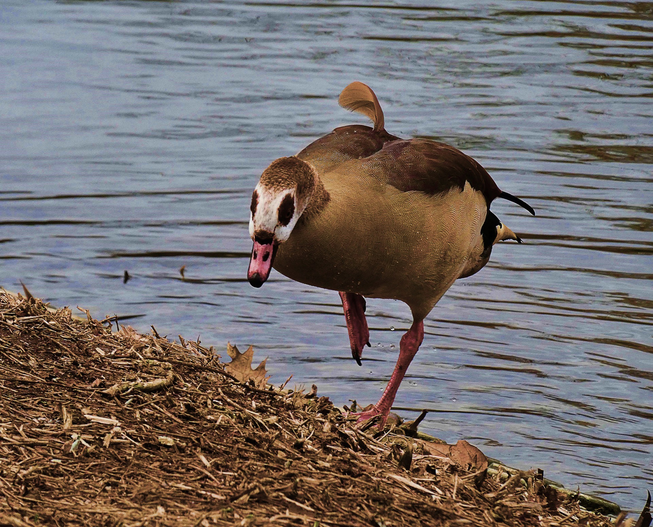 Eine Nilgans geht an Land