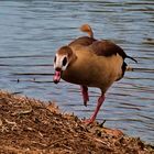 Eine Nilgans geht an Land