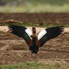 Eine Nilgans im Oktober 2018