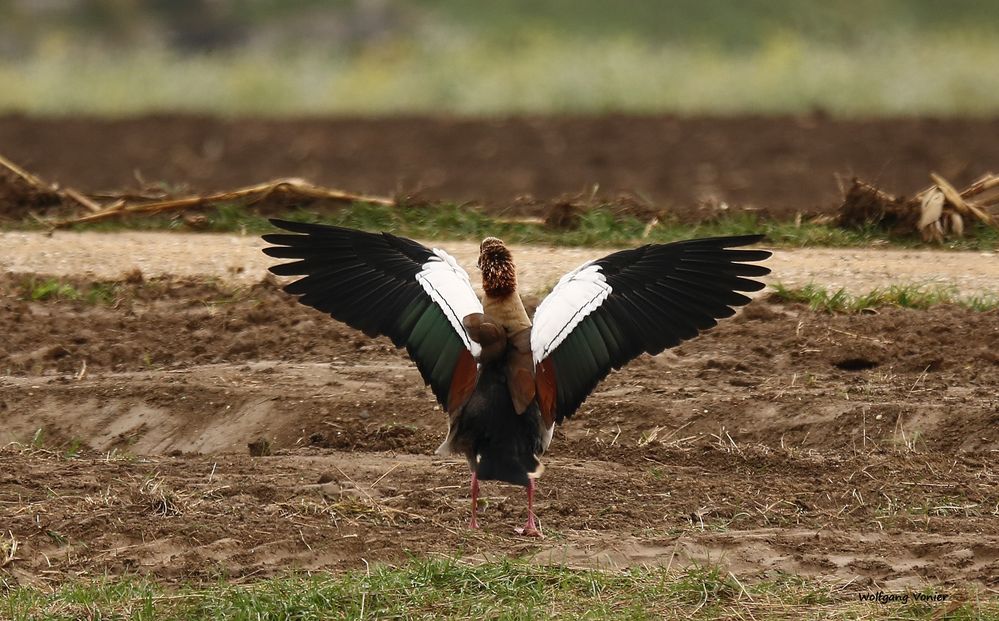 Eine Nilgans im Oktober 2018