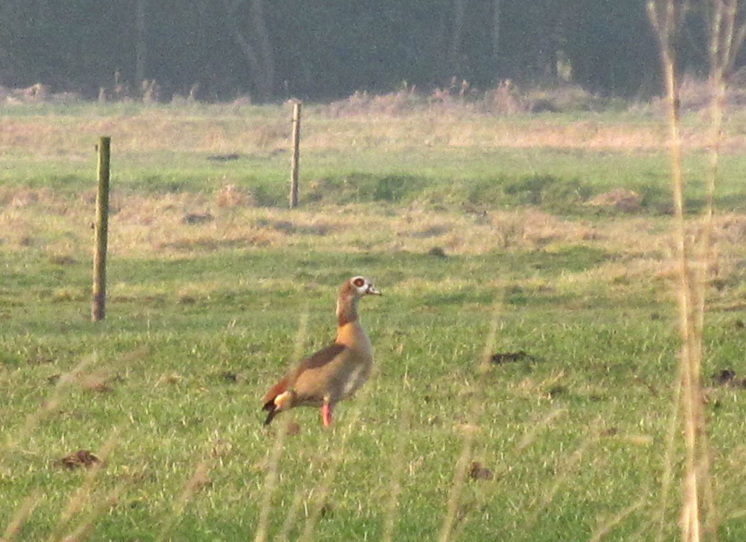 eine Nilgans in Hemmoor ........