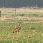 eine Nilgans in Hemmoor ........