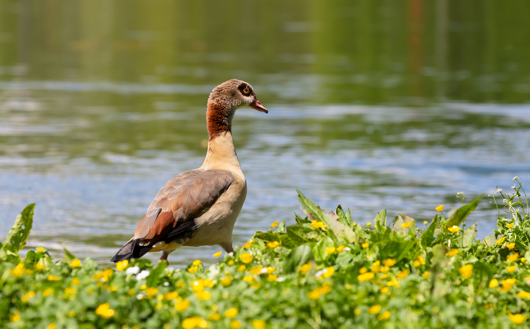 eine Nilgans schreitet durch die Frühlingsblumen an der Limmat