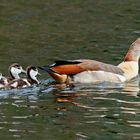 Eine Nilgans unterwegs mit ihrem vierfachen Nachwuchs ...