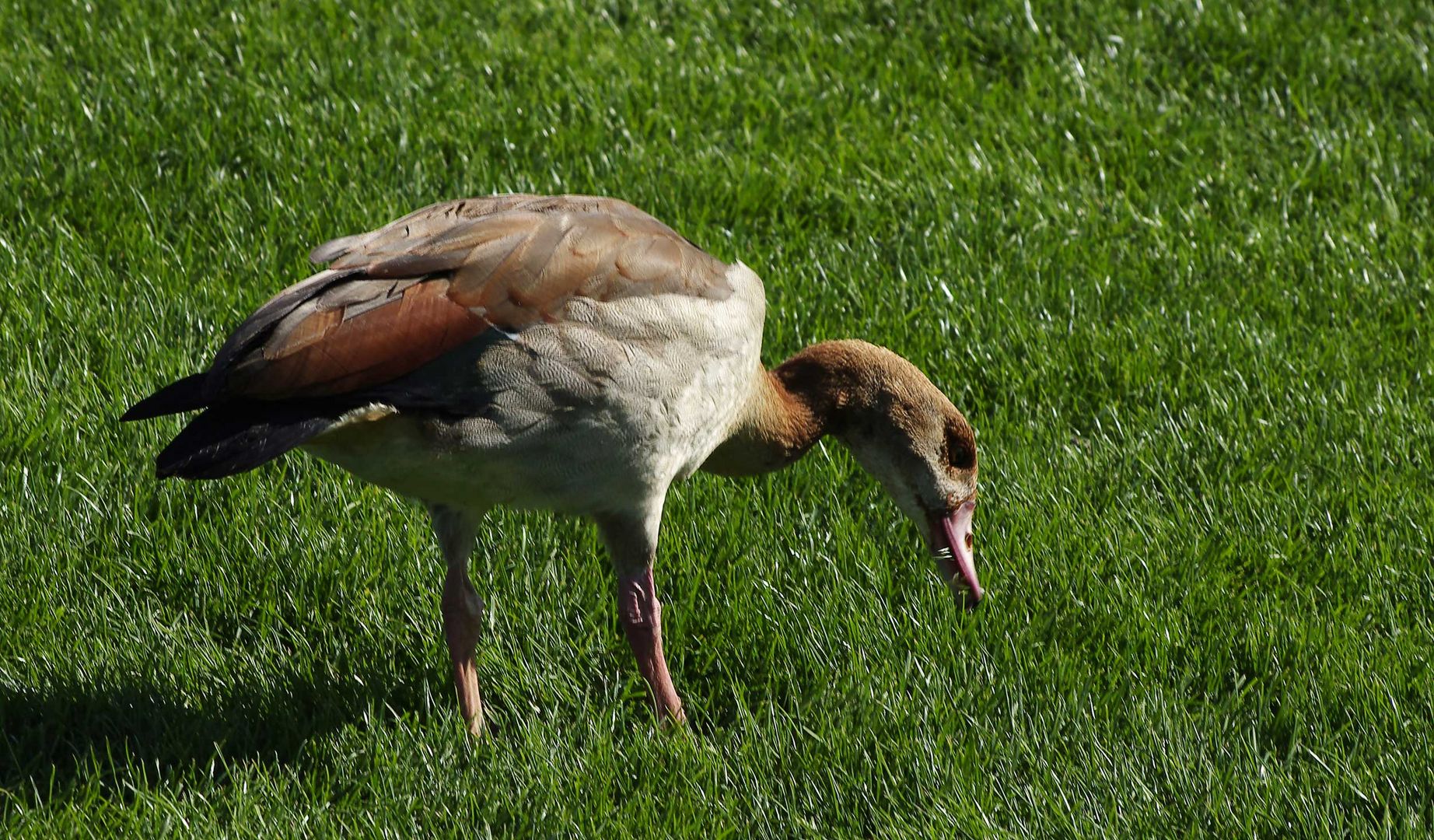 eine Nilgans vor dem Schloss Ludwigsburg