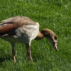 eine Nilgans vor dem Schloss Ludwigsburg