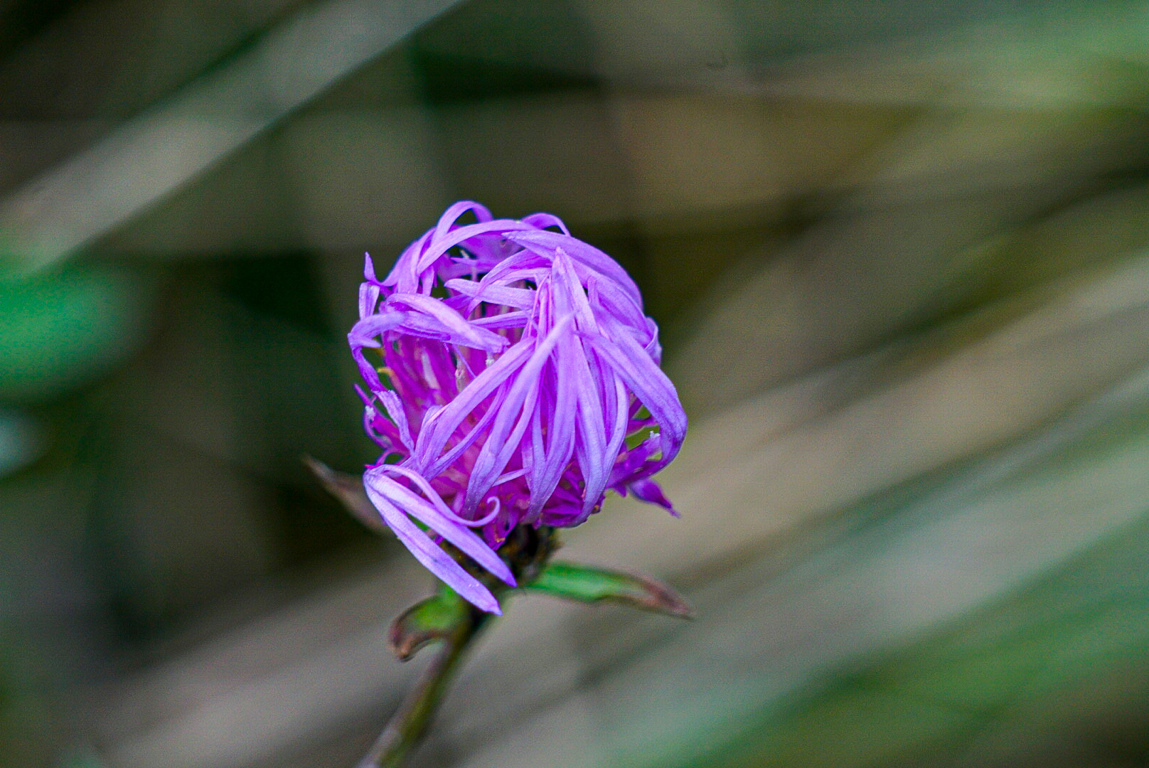 Eine noch geschlossene Wiesen Flockenblume