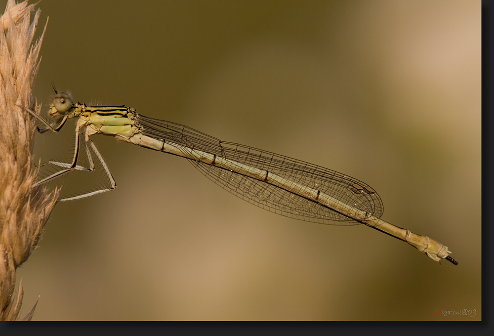  eine noch junge weibliche Blaue Federlibelle (Platycnemis pennipes)