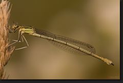  eine noch junge weibliche Blaue Federlibelle (Platycnemis pennipes)