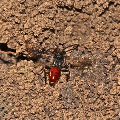 Eine Nomada-Art (N. fabriciana) beim langsamen Suchflug über den Boden.