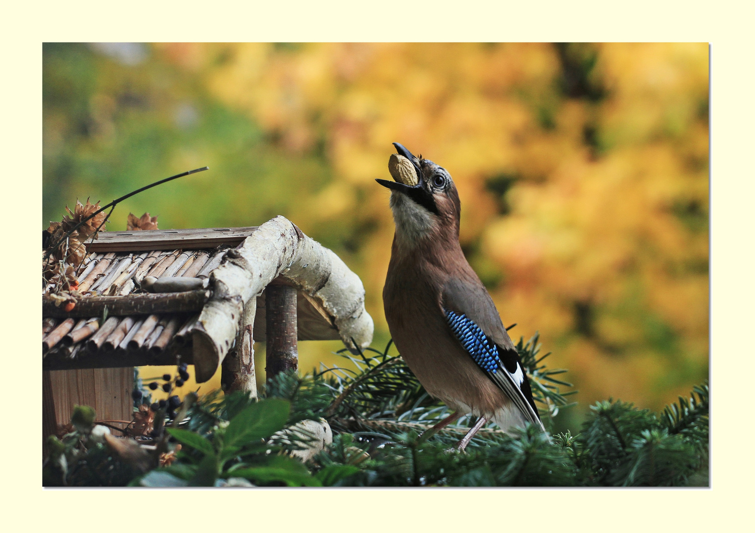 Eine Nuss würgt er in den Hals, die... Foto &amp; Bild | tiere, wildlife ...