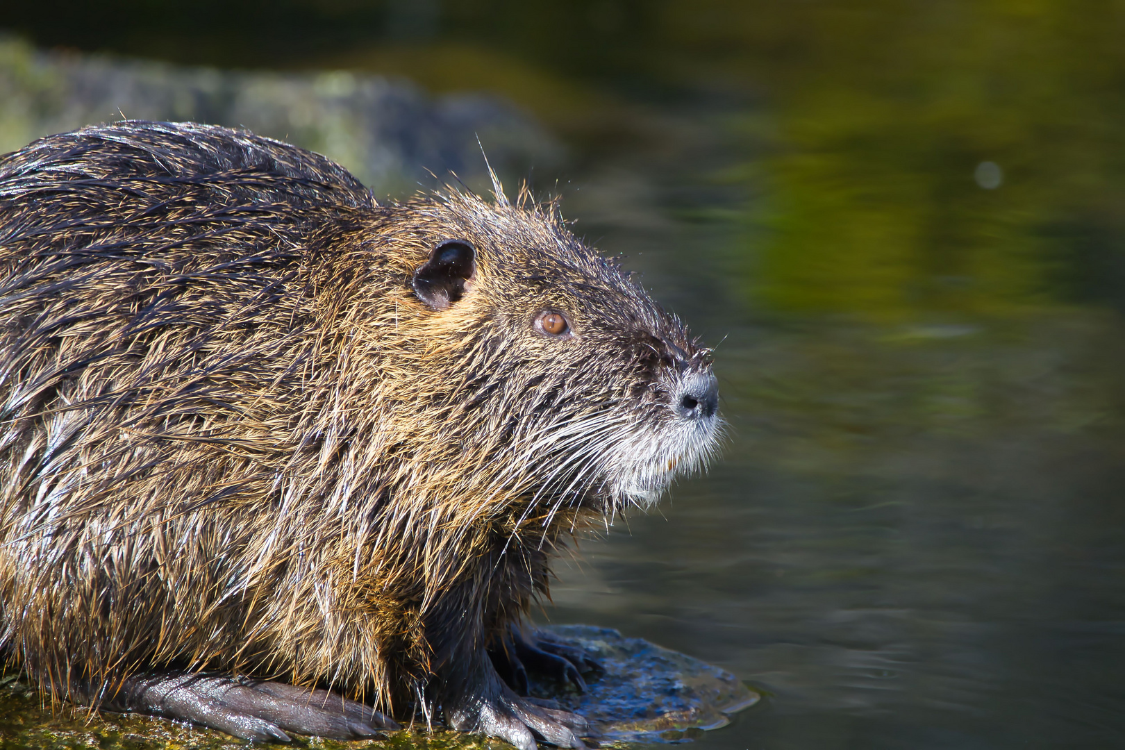 Eine Nutria