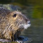 Eine Nutria