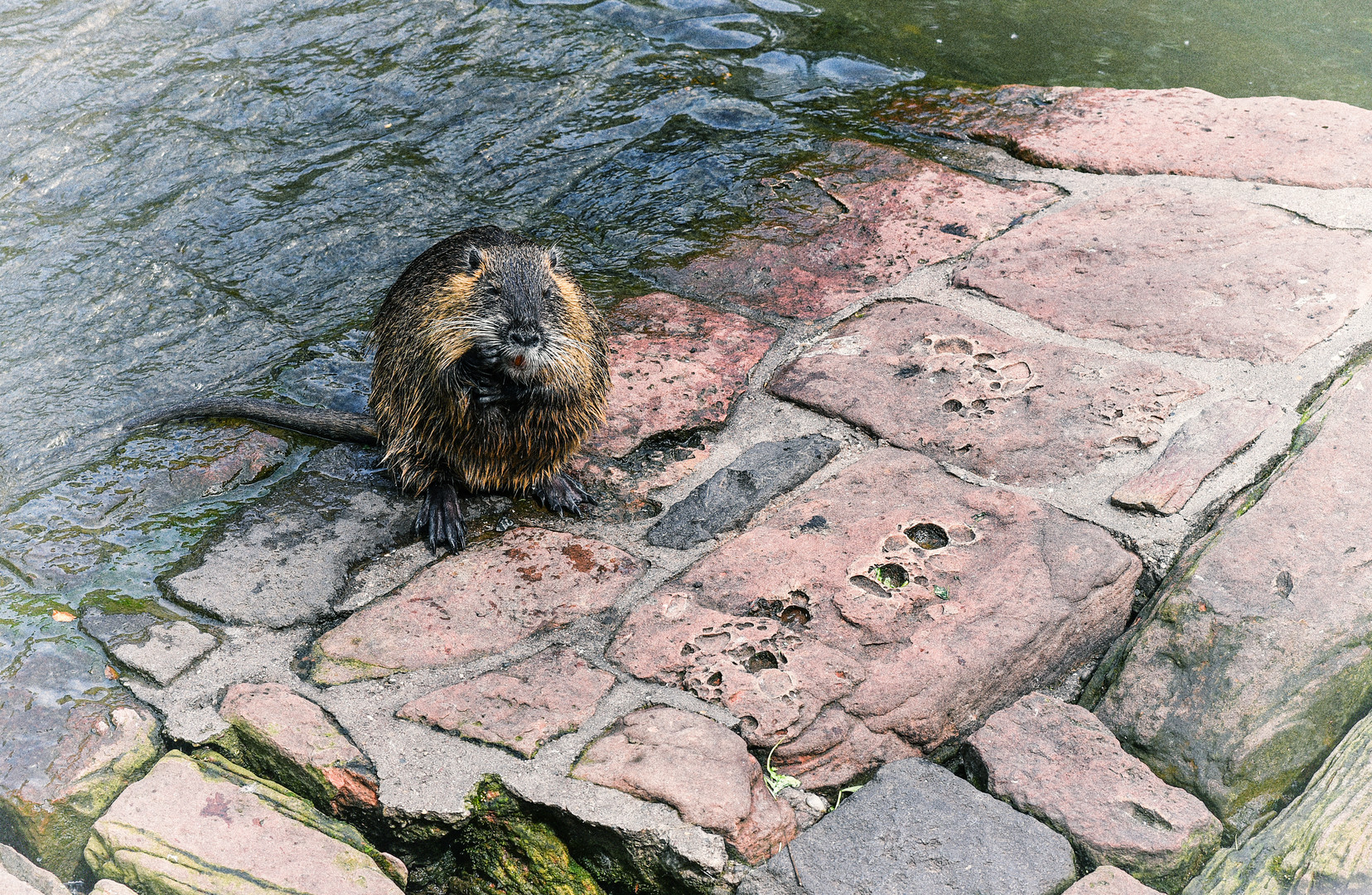 Eine Nutria an der Nidda in Frankfurt-Praunheim 