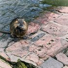 Eine Nutria an der Nidda in Frankfurt-Praunheim 