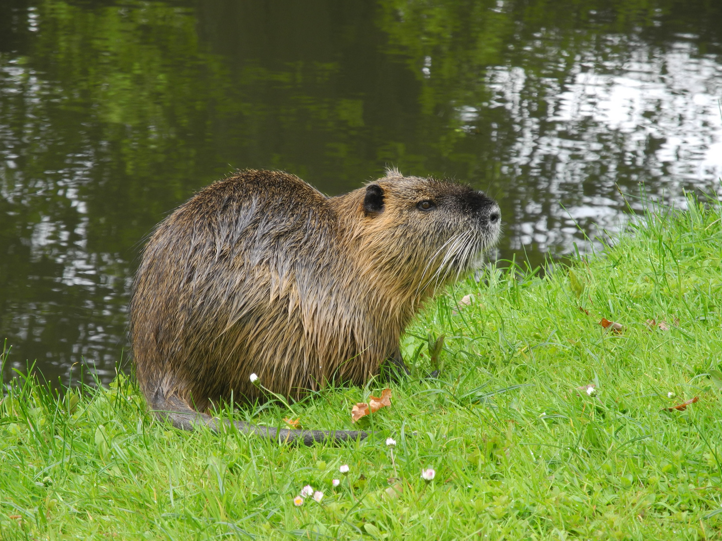 Eine Nutria im Profil