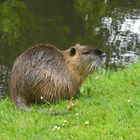 Eine Nutria im Profil