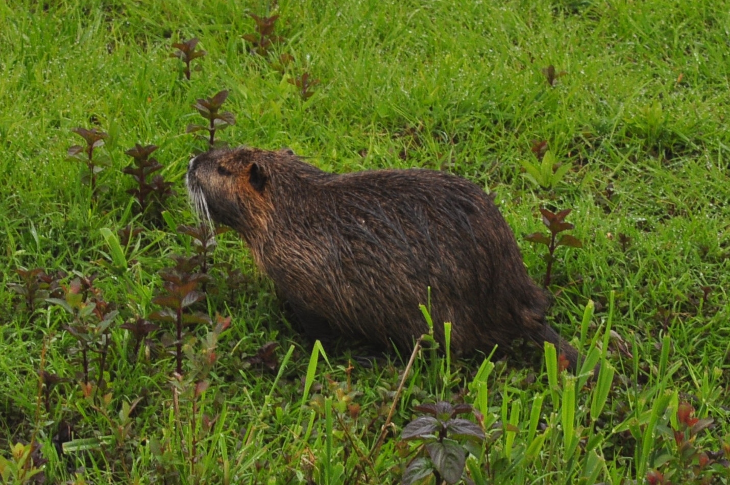 Eine Nutria in der Disselmersch bei Lippborg