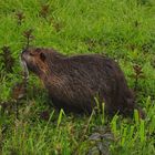 Eine Nutria in der Disselmersch bei Lippborg