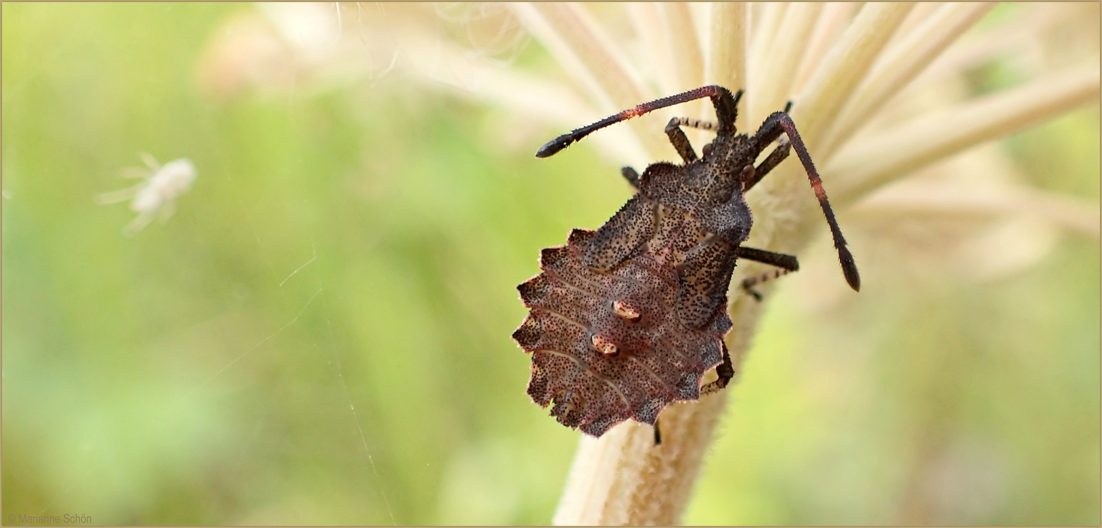 Eine Nymphe Foto & Bild natur, olympus, tiere Bilder auf