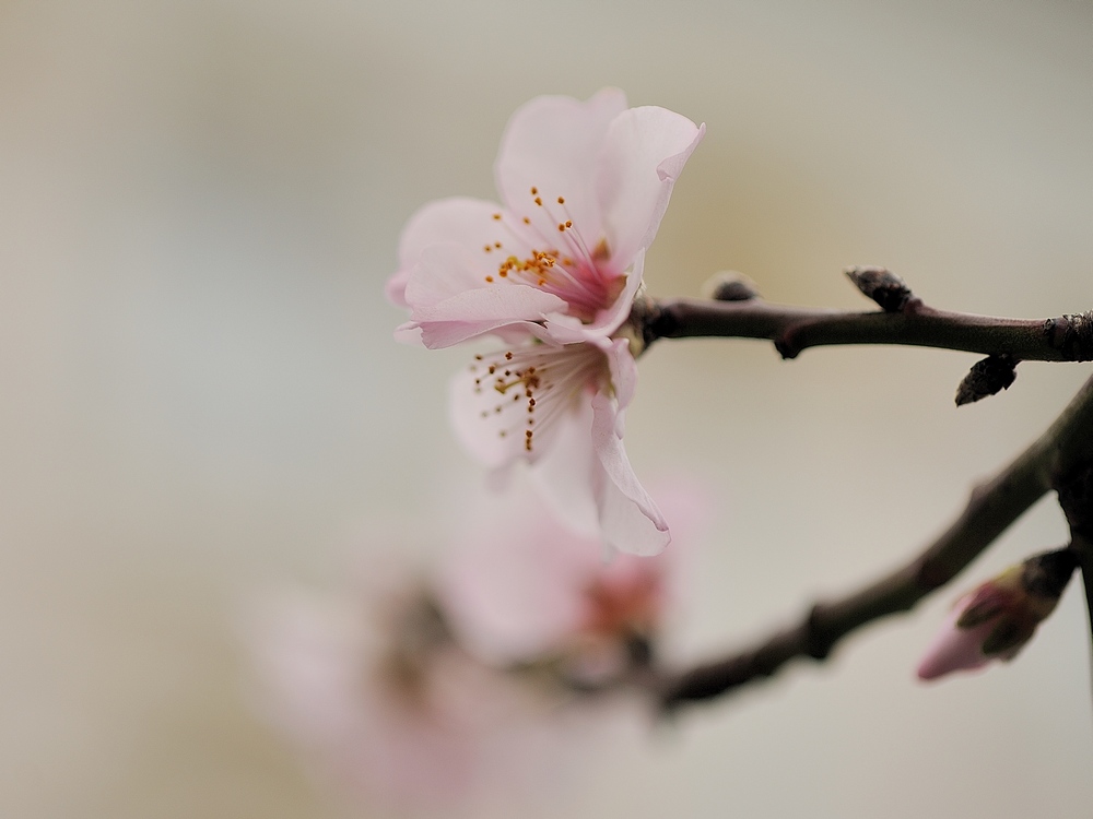 Eine Ode an den Frühling