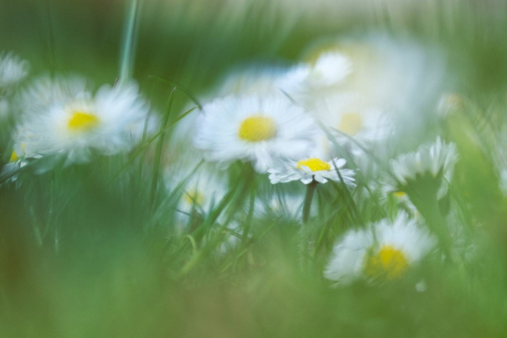 Eine Ode an die Erdenblumen...