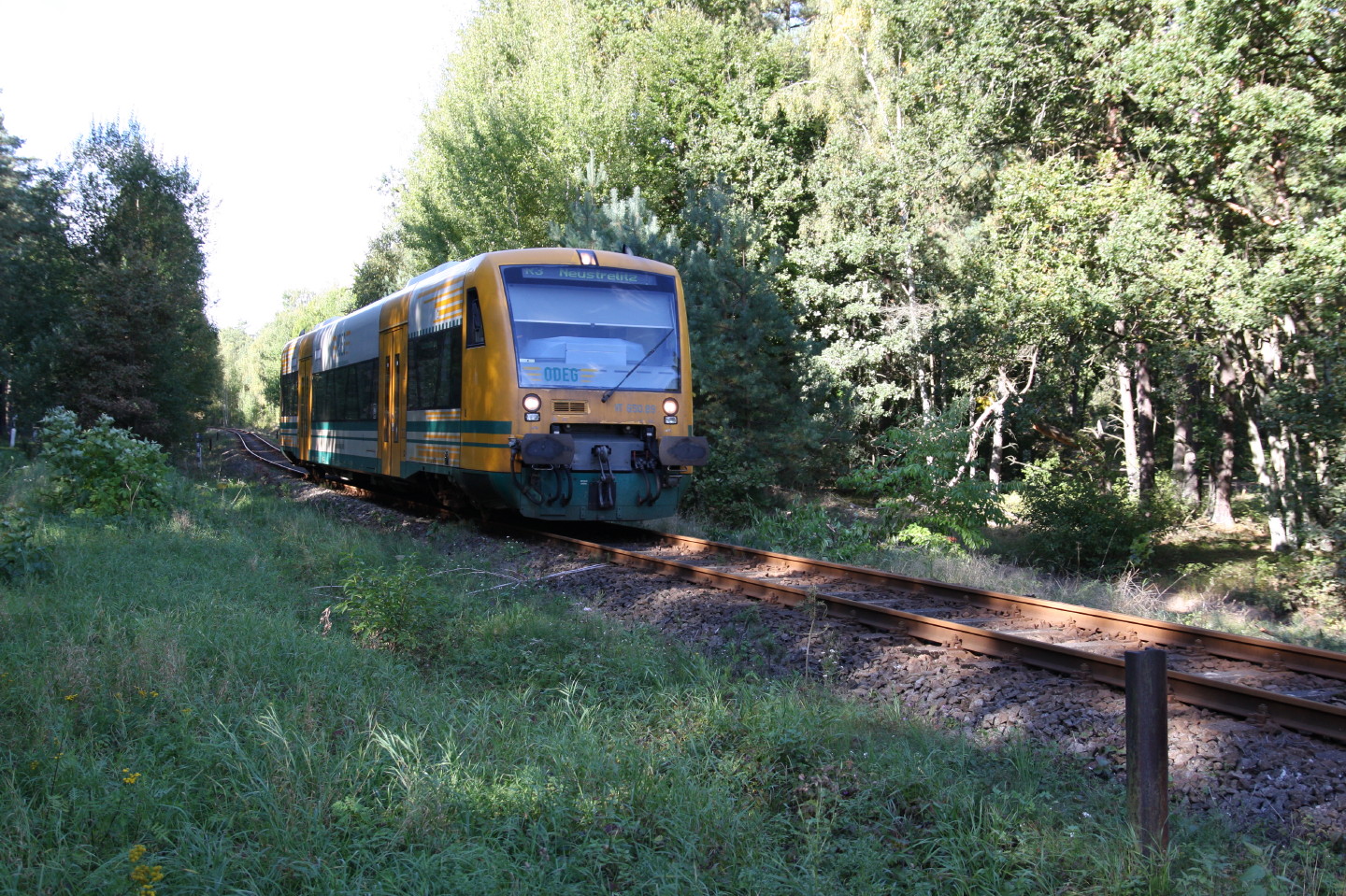 Eine ODEG fährt im Wald nach Neustrelitz