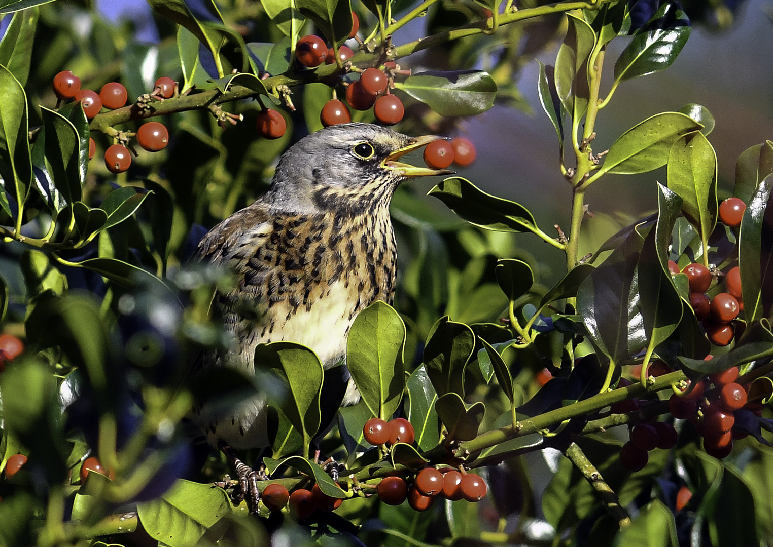 Eine oder zwei Beeren?