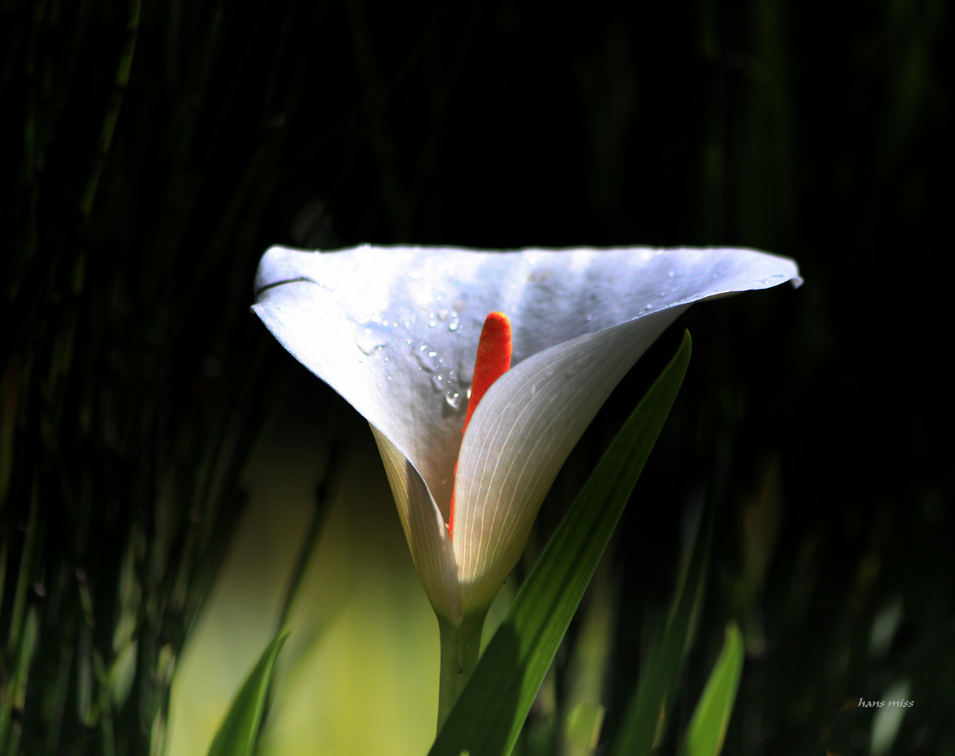 eine offene Blüte