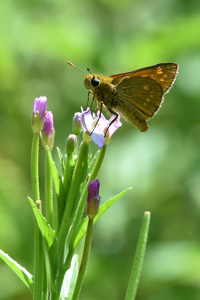 Eine offene Blüte reicht