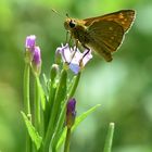 Eine offene Blüte reicht