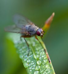 Eine Oktober-Fliege