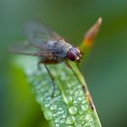 Eine Oktober-Fliege