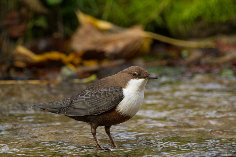 Eine Oktober - W'Amsel ....