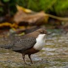 Eine Oktober - W'Amsel ....