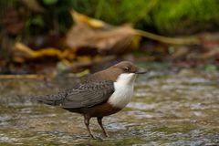 Eine Oktober - W'Amsel ....